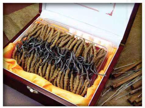 通江冬虫夏草回收